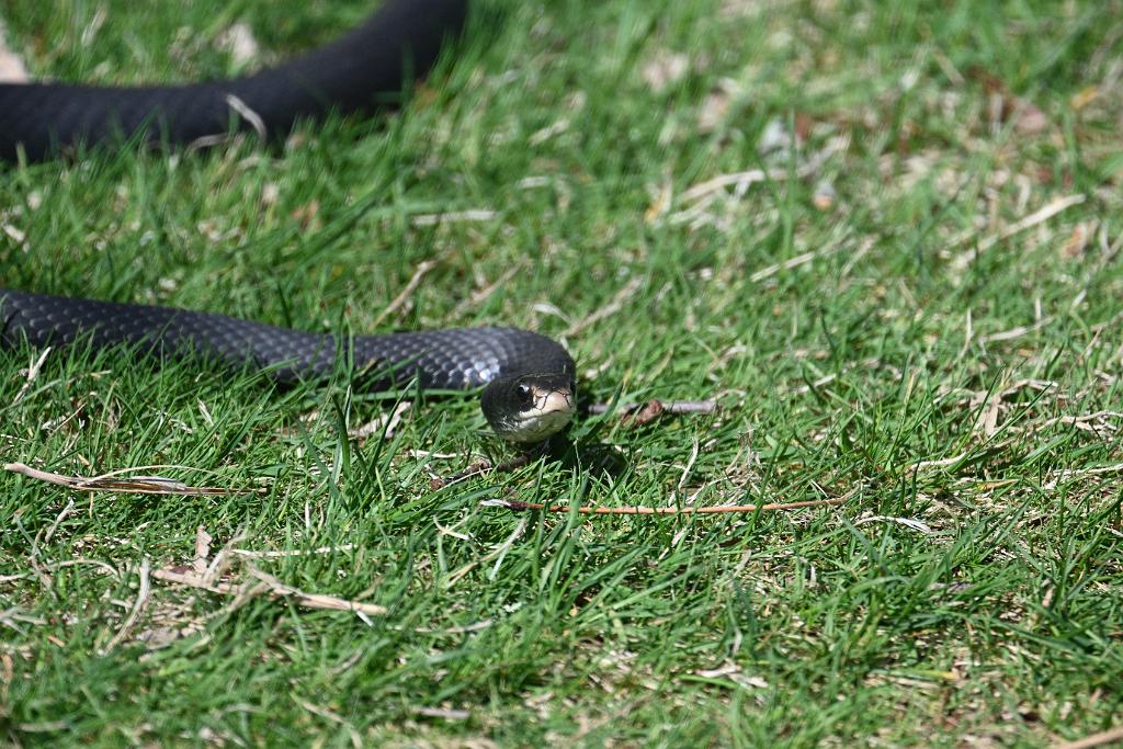 2025-05016977 River Bend Farm, MA.JPG - Blue Racer Snake. River Bend Farm, MA, 5-1-2025